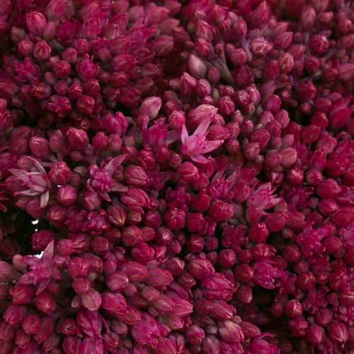 Sedum cerise gefärbt Bündel 40cm