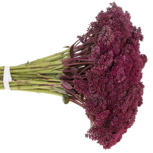Sedum cerise gefärbt Bündel 40cm
