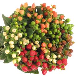 Hypericum mix in bund 50cm