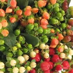 Hypericum mix in bund 50cm