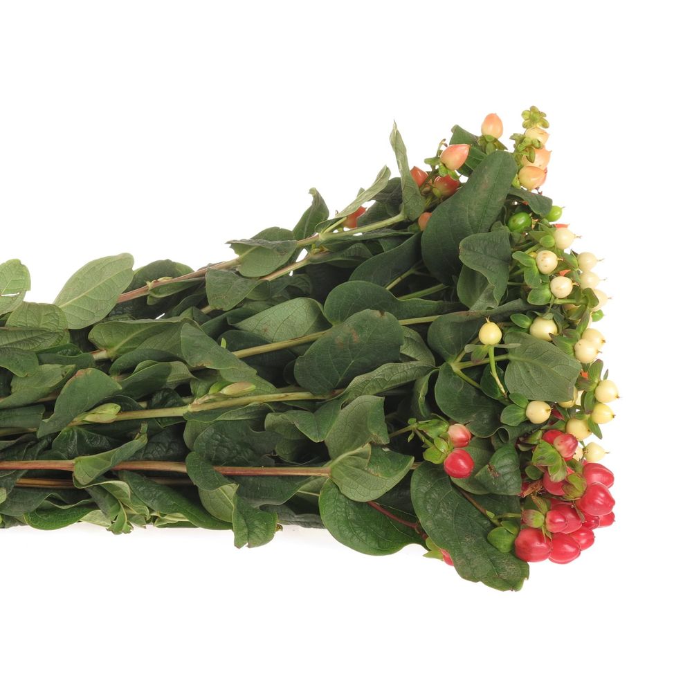 Hypericum mix in bund 50cm