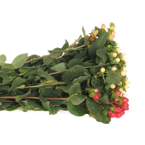 Hypericum mix in bund 50cm