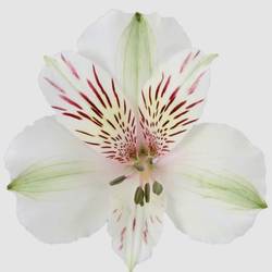 Alstroemerie weiss/rosa Himalaya 60 Gramm 80cm
