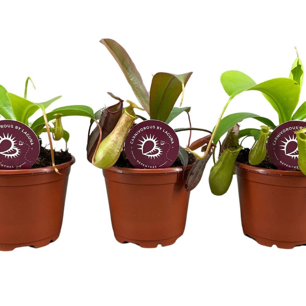 Nepenthes Alata T08,5 H020