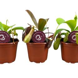 Nepenthes Alata T08,5 H020