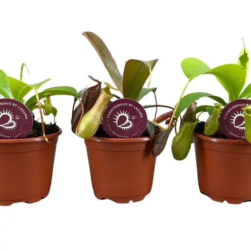 Nepenthes Alata T08,5 H020