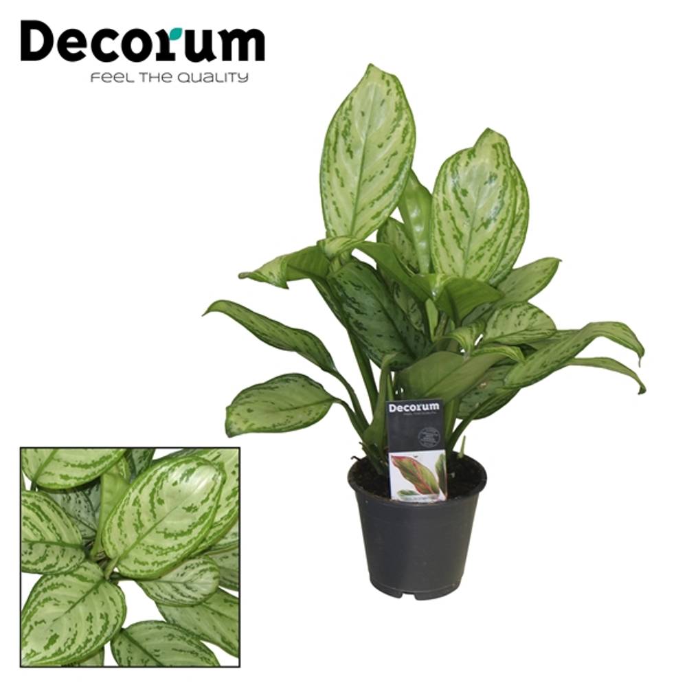 Aglaonema Christ T12 H15