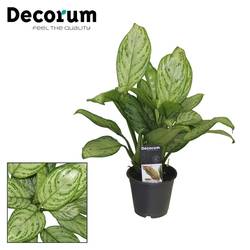 Aglaonema Christ T12 H15