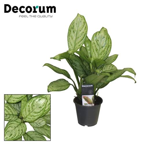 Aglaonema Christ T12 H15
