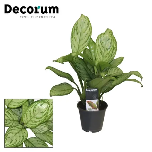Aglaonema Christ T12 H15
