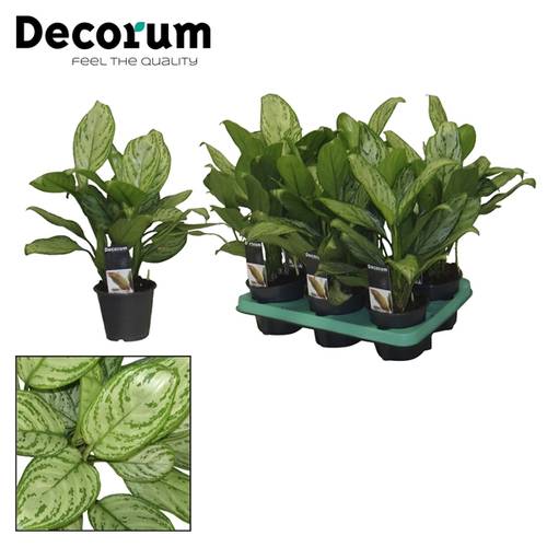 Aglaonema Christ T12 H15