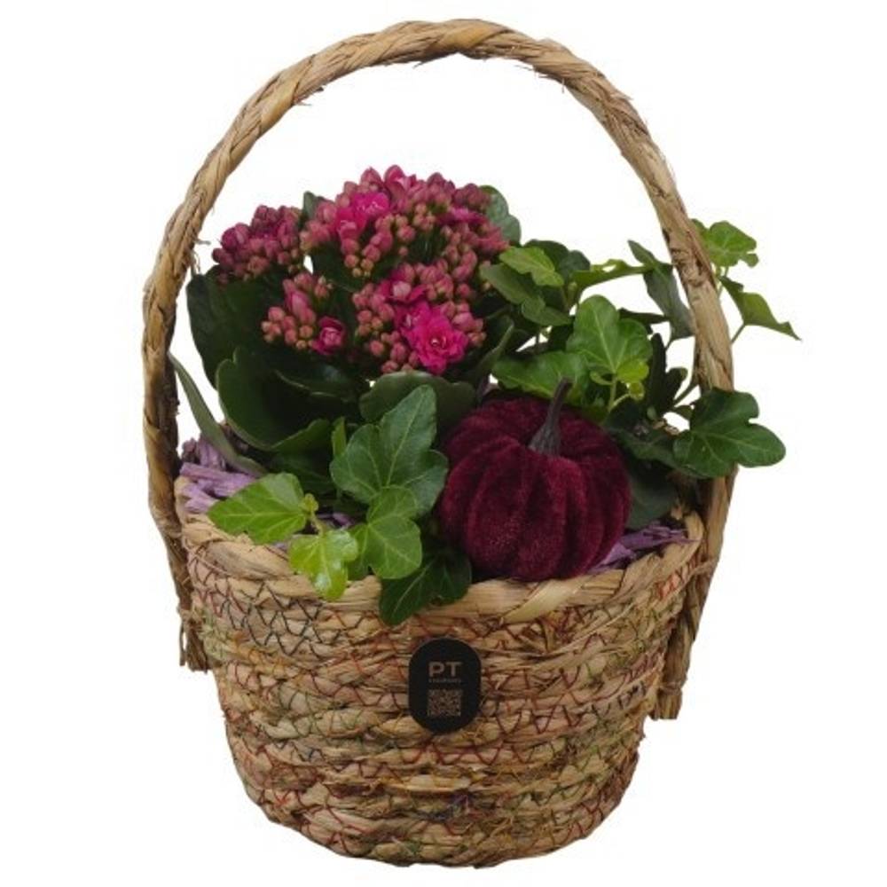 Kal.Arr PTHI3282 Herbst T17 H023