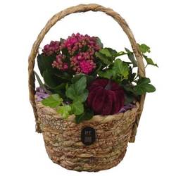 Kal.Arr PTHI3282 Herbst T17 H023