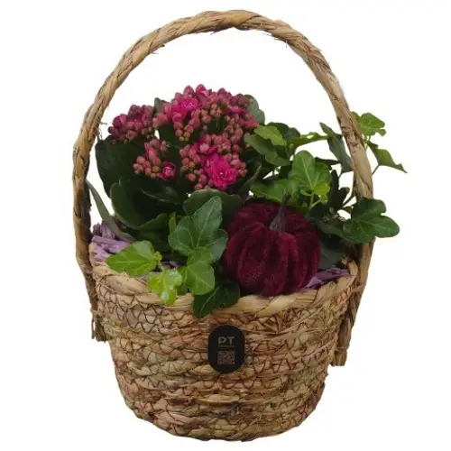 Kal.Arr PTHI3282 Herbst T17 H023