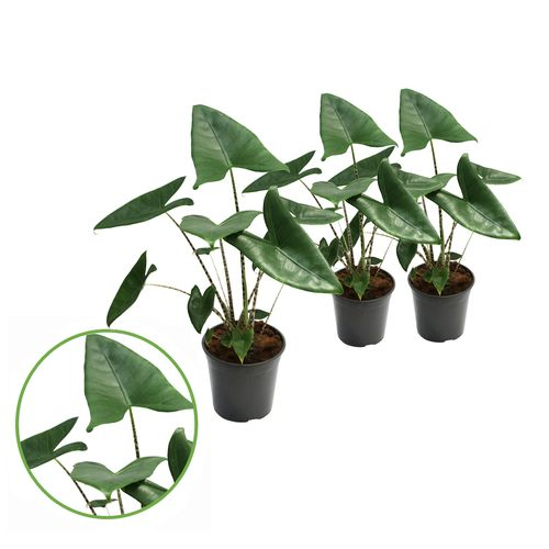 Alocasia Zebrina T21 H75