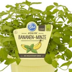 Bio Minze Bananenminze T12 H25