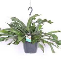 Platycerium Netherlands im Ampeltopf T17 H035
