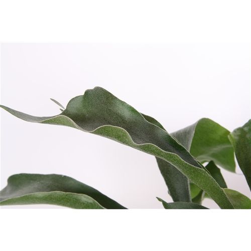Platycerium Neth Ampel T17 H35