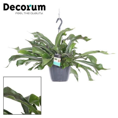 Platycerium Neth Ampel T17 H35