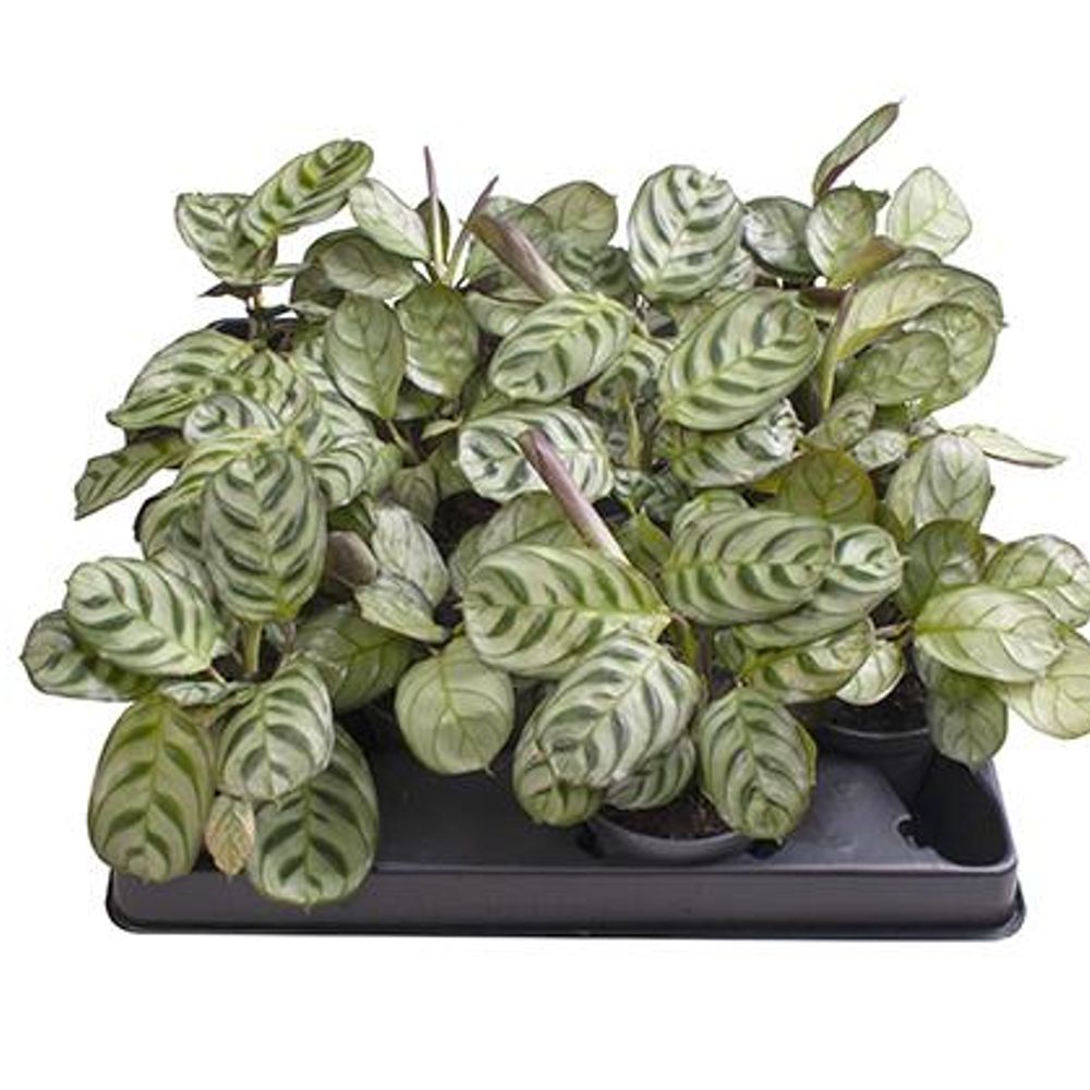 Maranta Leuconeura T6 H15