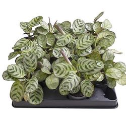 Maranta Leuconeura T6 H15