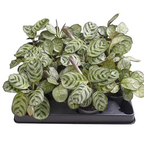 Maranta Leuconeura T6 H15