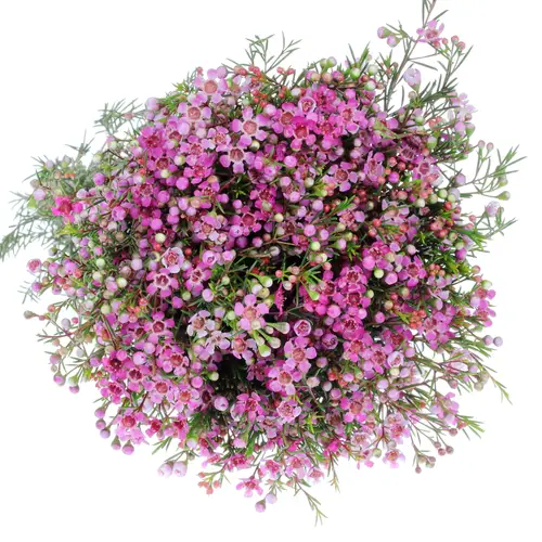 Wachsflower pink Purple Pride 30 Gramm 60cm