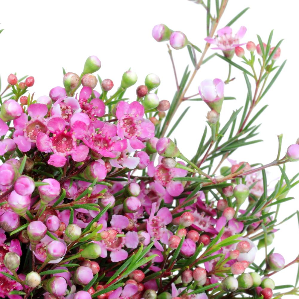 Wachsflower pink Purple Pride 30 Gramm 60cm