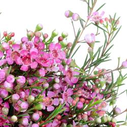 Wachsflower pink Purple Pride 30 Gramm 60cm