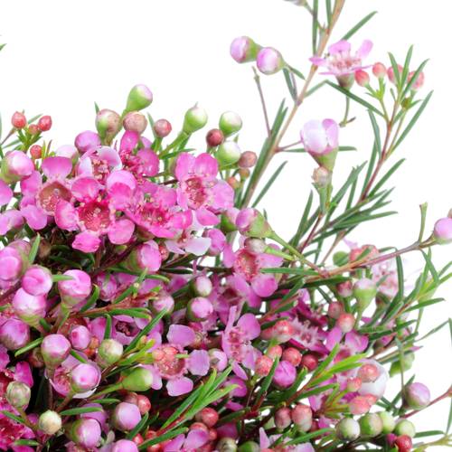 Wachsflower pink Purple Pride 30 Gramm 60cm