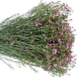 Wachsflower pink Purple Pride 30 Gramm 60cm