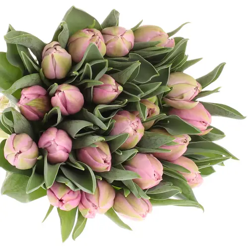 Tulpe rosa Katinka Triflor 32 Gramm