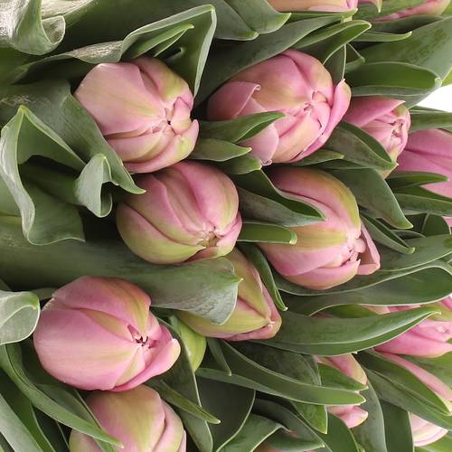 Tulpe rosa Katinka Triflor 32 Gramm