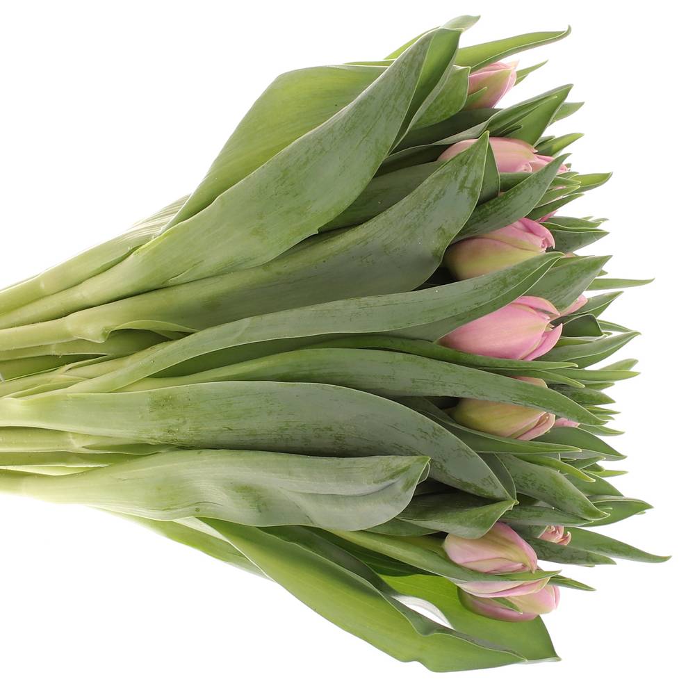 Tulpe rosa Katinka Triflor 32 Gramm