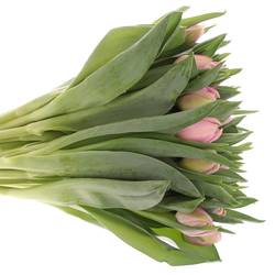 Tulpe rosa Katinka Triflor 32 Gramm