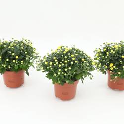Chrys.Gardenmums gelb T13 H017