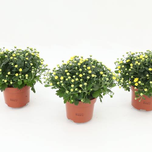 Chrys.Gardenmums gelb T13 H017