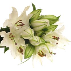 Lilie orientalisch weiss Offen 2+Blüte 80cm