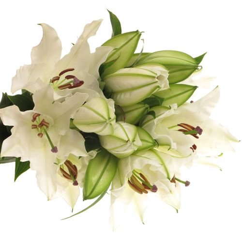 Lilie orientalisch weiss Offen 2+Blüte 80cm