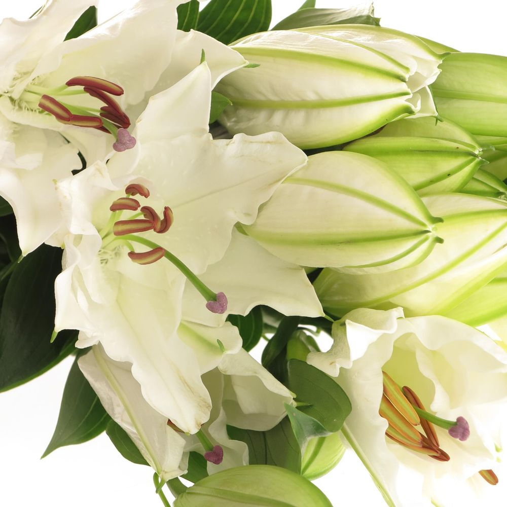 Lilie orientalisch weiss Offen 2+Blüte 80cm