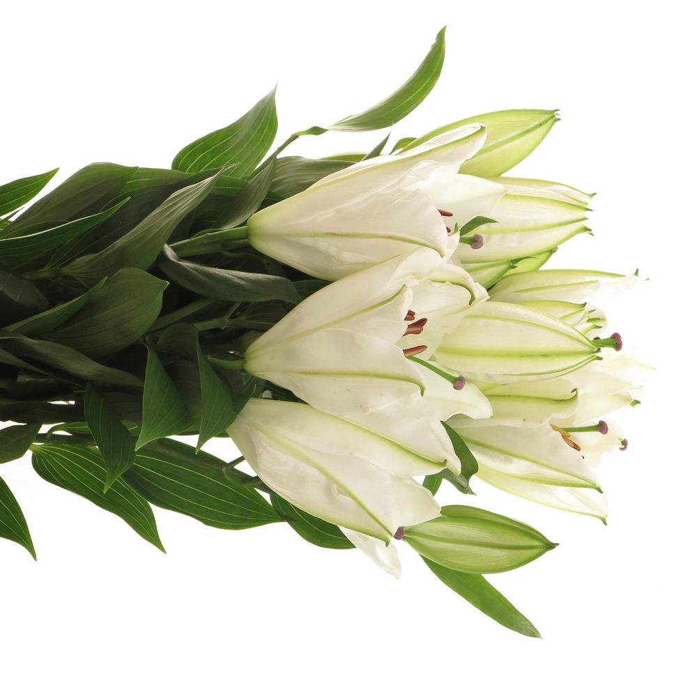 Lilie orientalisch weiss Offen 2+Blüte 80cm