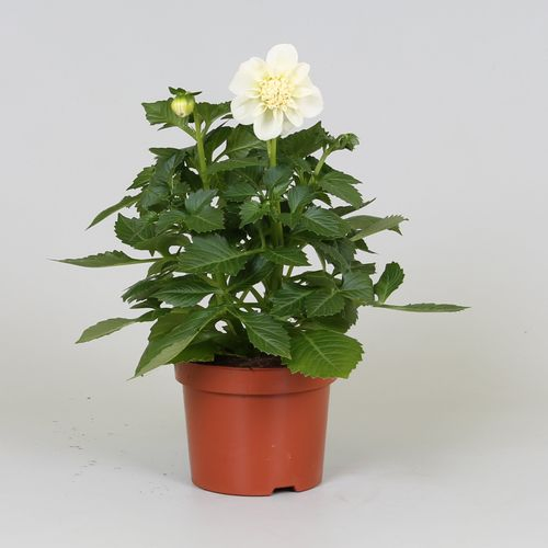 Dahlia weiss T12 H20