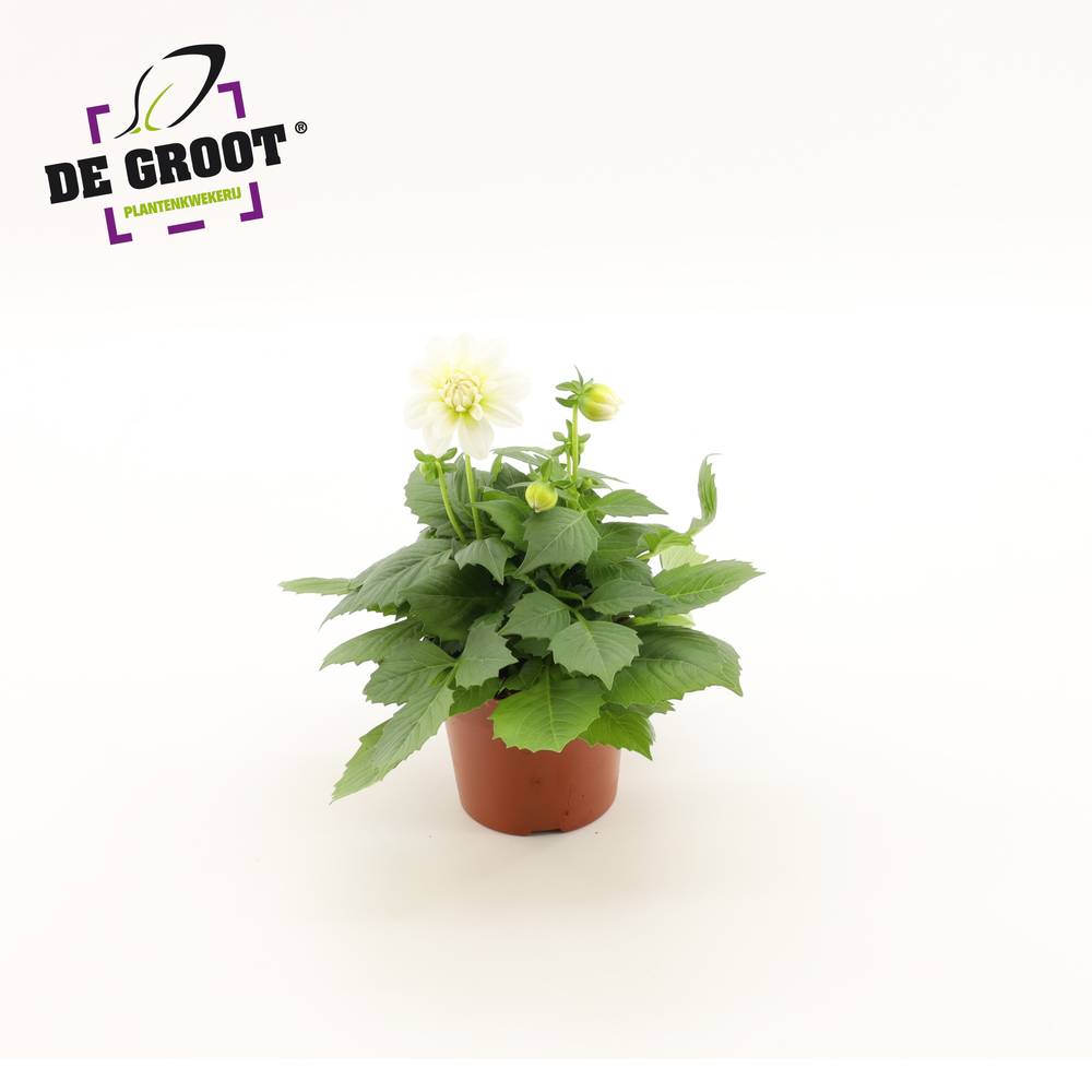 Dahlia weiss T12 H20