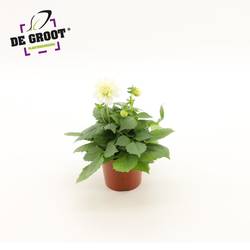 Dahlia weiss T12 H20