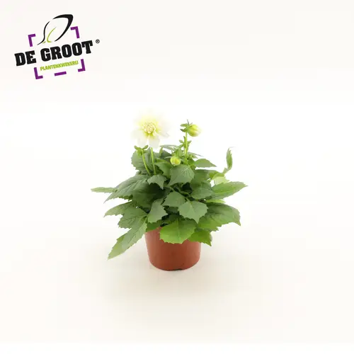 Dahlia weiss T12 H20