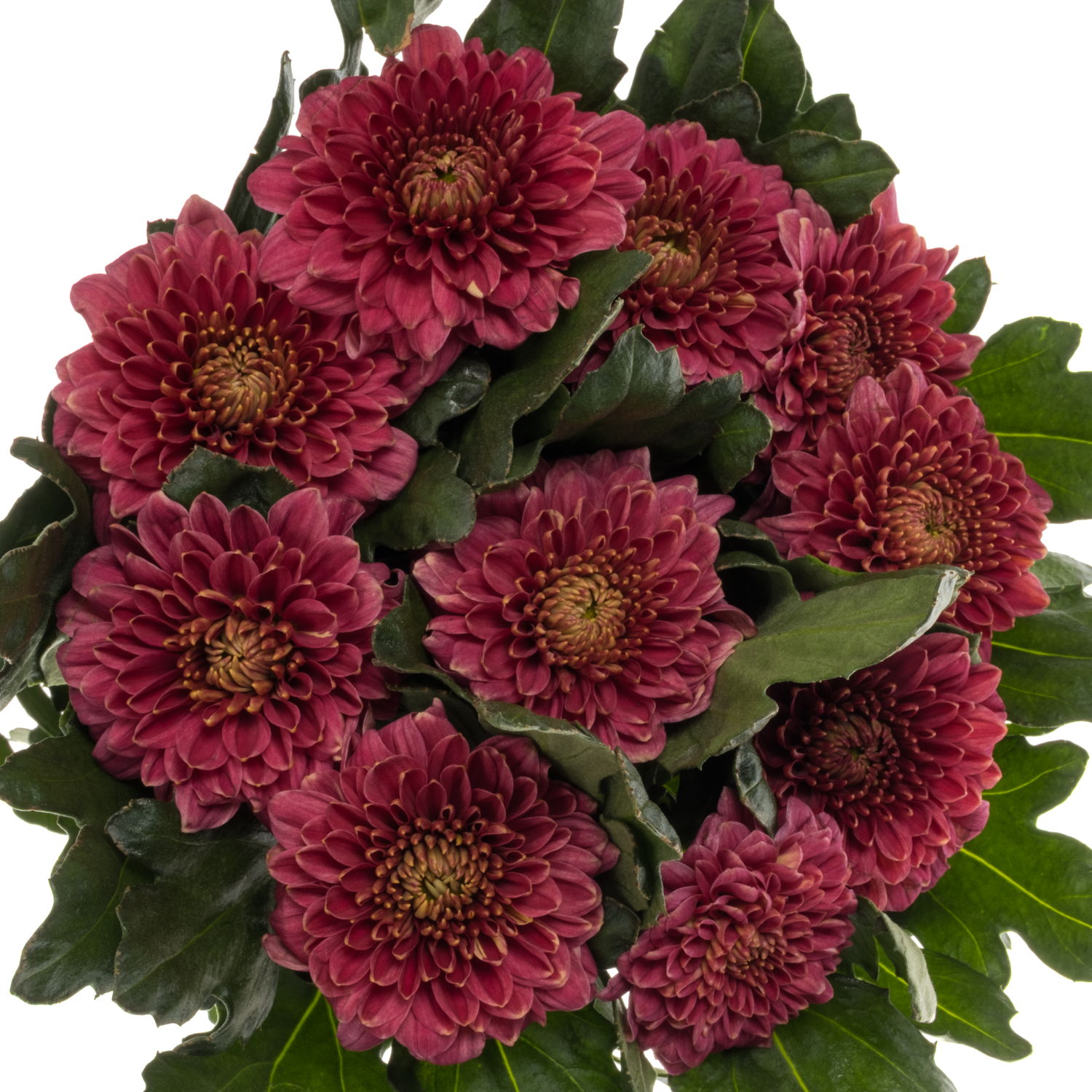 Chrys.Deko fuchsia Pip Cherry 85 Gramm 70 cm