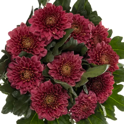 Chrys.Deko fuchsia Pip Cherry 85 Gramm 70 cm
