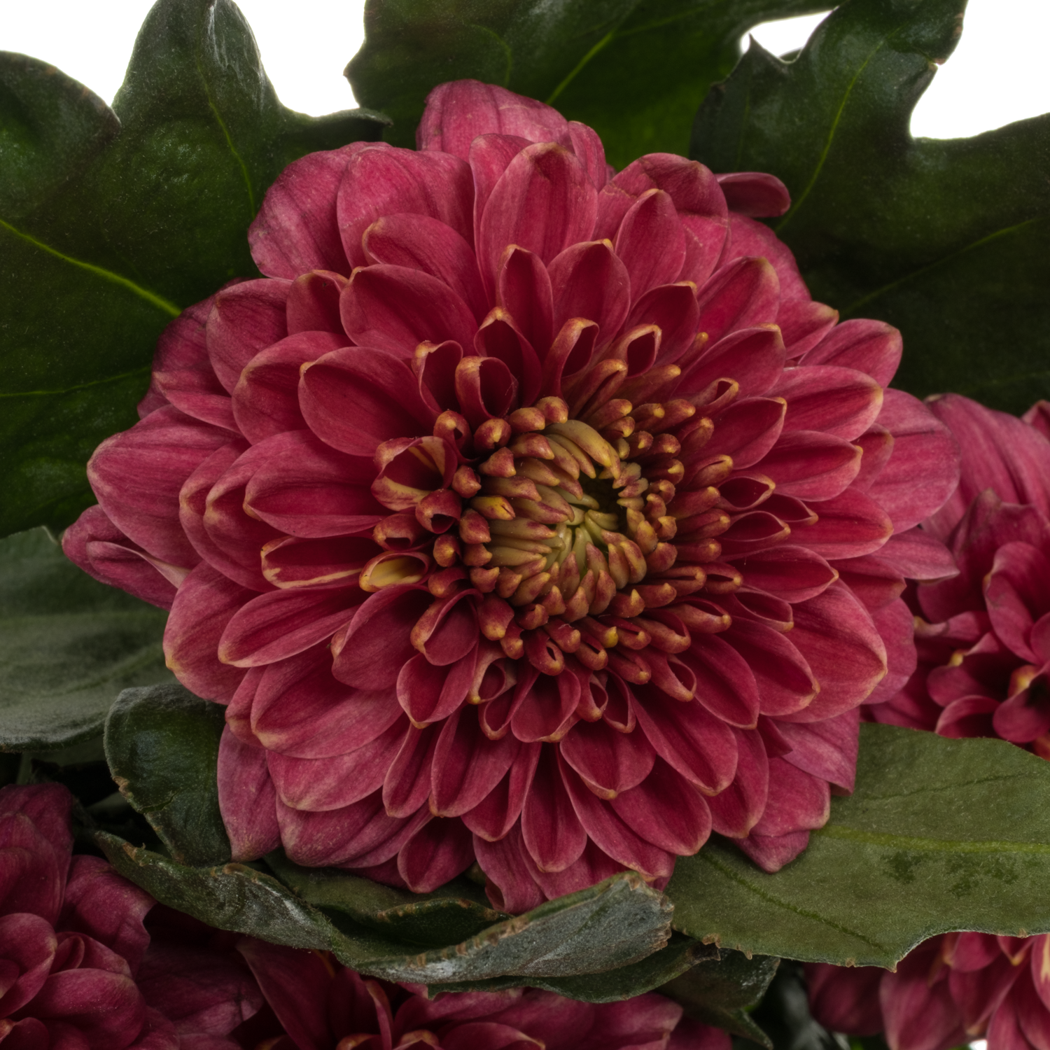 Chrys.Deko fuchsia Pip Cherry 85 Gramm 70 cm