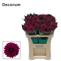 Chrys.Deko fuchsia Pip Cherry 85 Gramm 70 cm