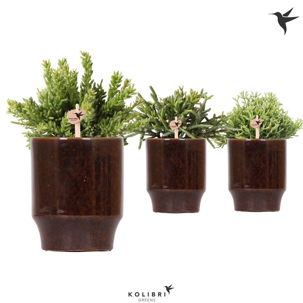 Rhipsalis mix im Keramik braun T09 H015